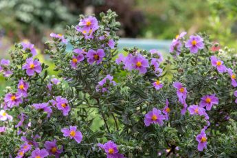 transform your garden with cistus flowers