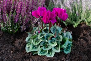 cyclamen and heather plants are great to bedding plants