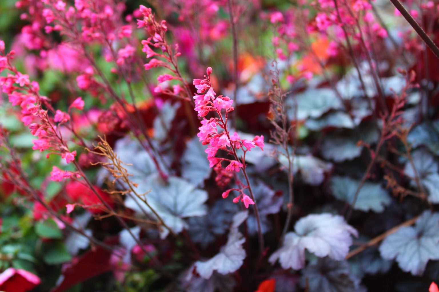 The Best Autumn Bedding Plants | STIHL Blog