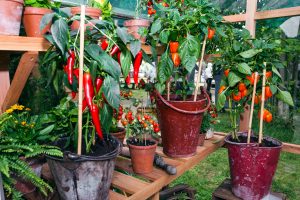 grow chillies indoors