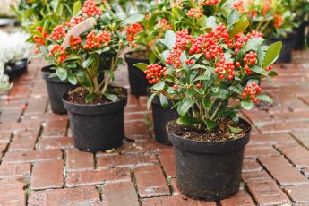 plant skimia shrubs this autumn