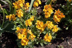 plant wallflowers this autumn in your garden bedding