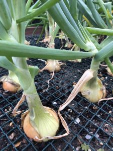 plant over-wintering onions in your garden in October