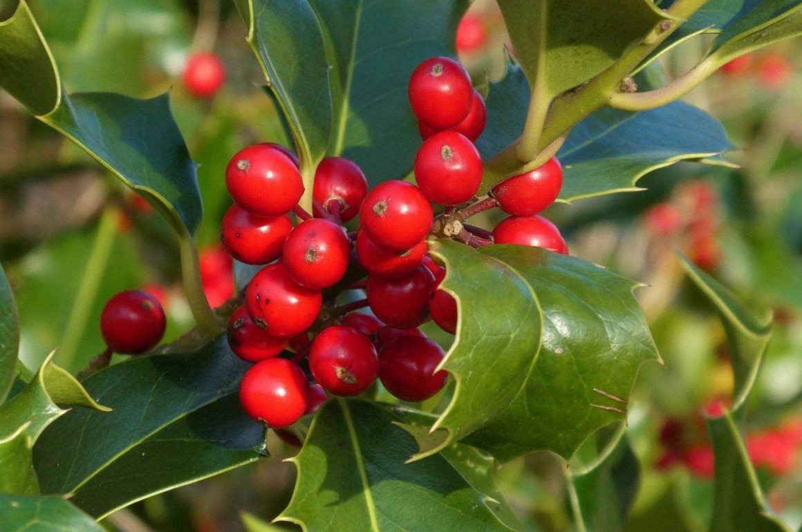 plant holly bushes to use as natural christmas decorations
