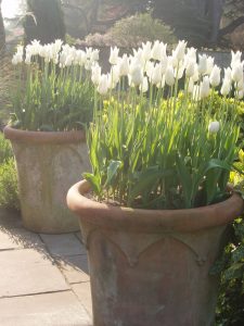 planting spring bulbs in plant pots