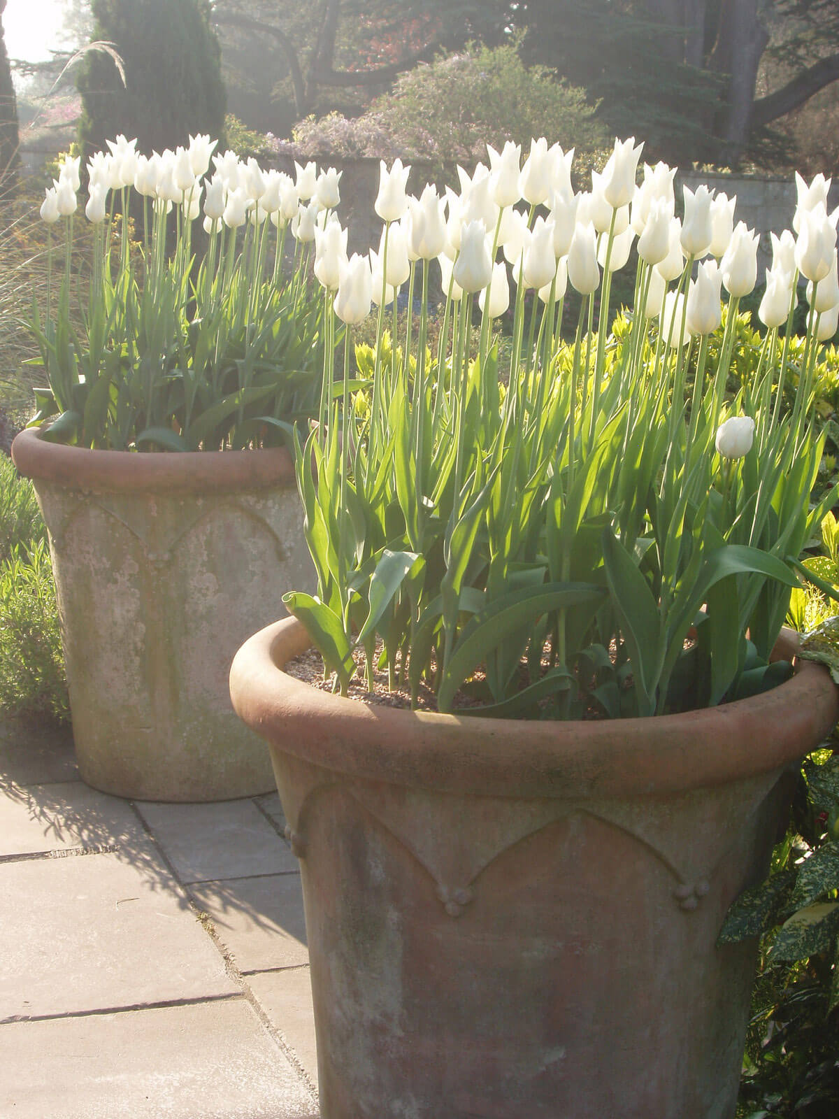 The Ultimate Guide to Spring Bulbs | STIHL Blog