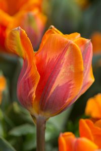 Princess irene tulips