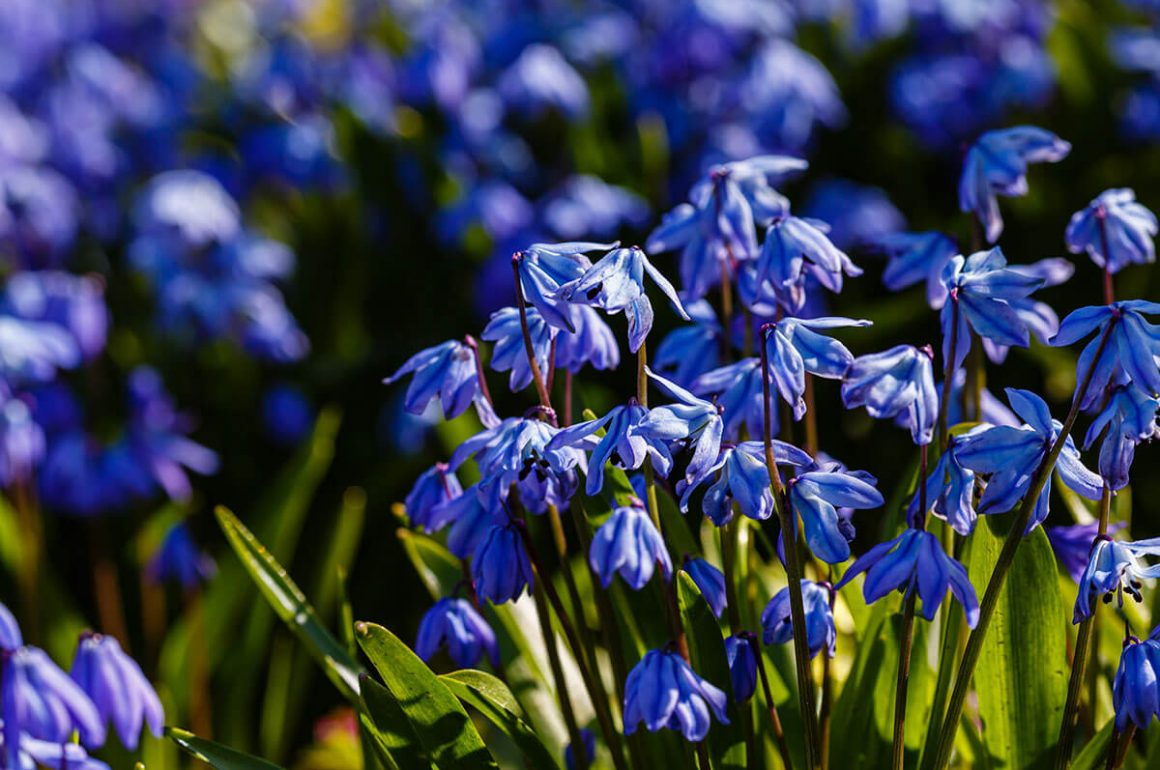 Scilla Siberica spring bulbs