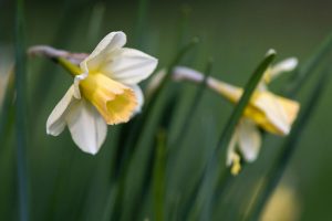 Waterperry daffodil plants