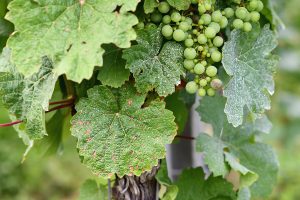 beware of mildew on your grape plants
