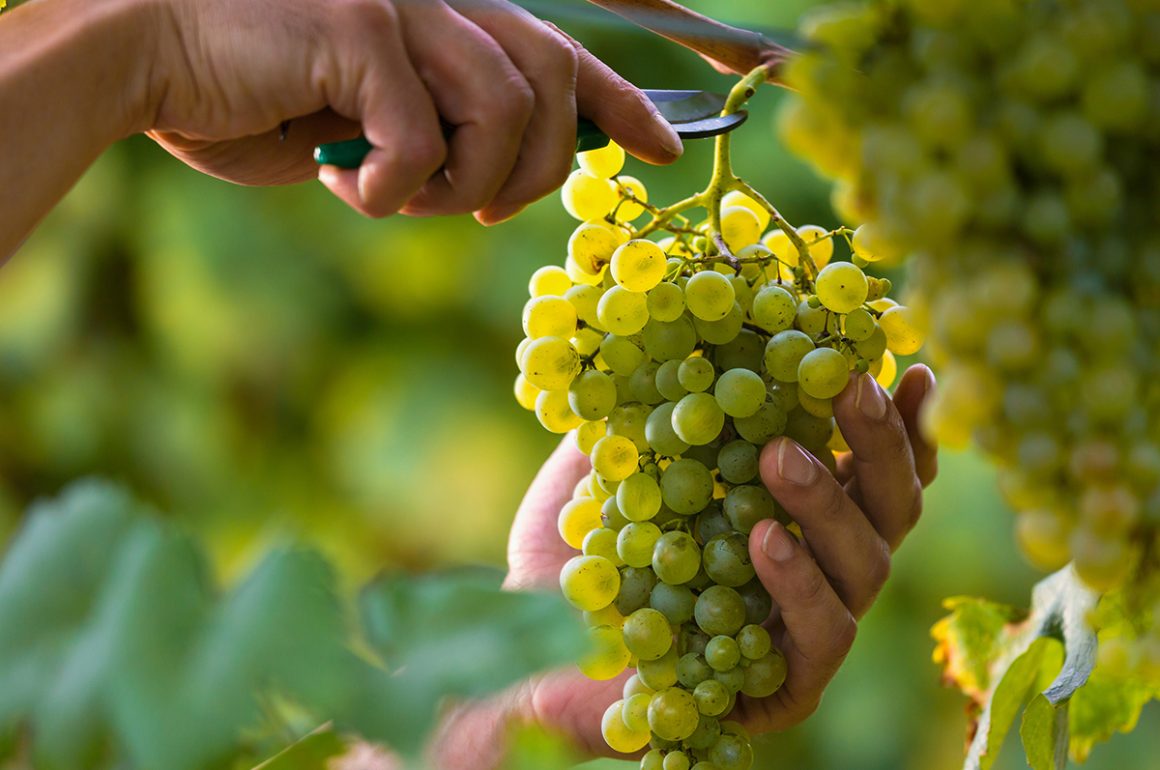 harvest bunches of grapes from your grape plant