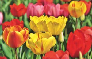 use tulips as part of lasagna planting techniques
