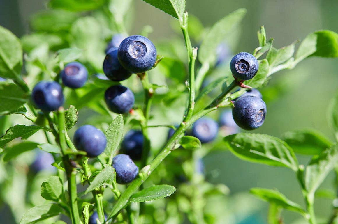 edible berries such as bilberries can be grown in your garden