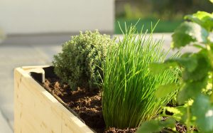 chives are an excellent addition to your winter garden