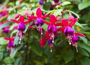 trailing fuchsias are great for hanging baskets