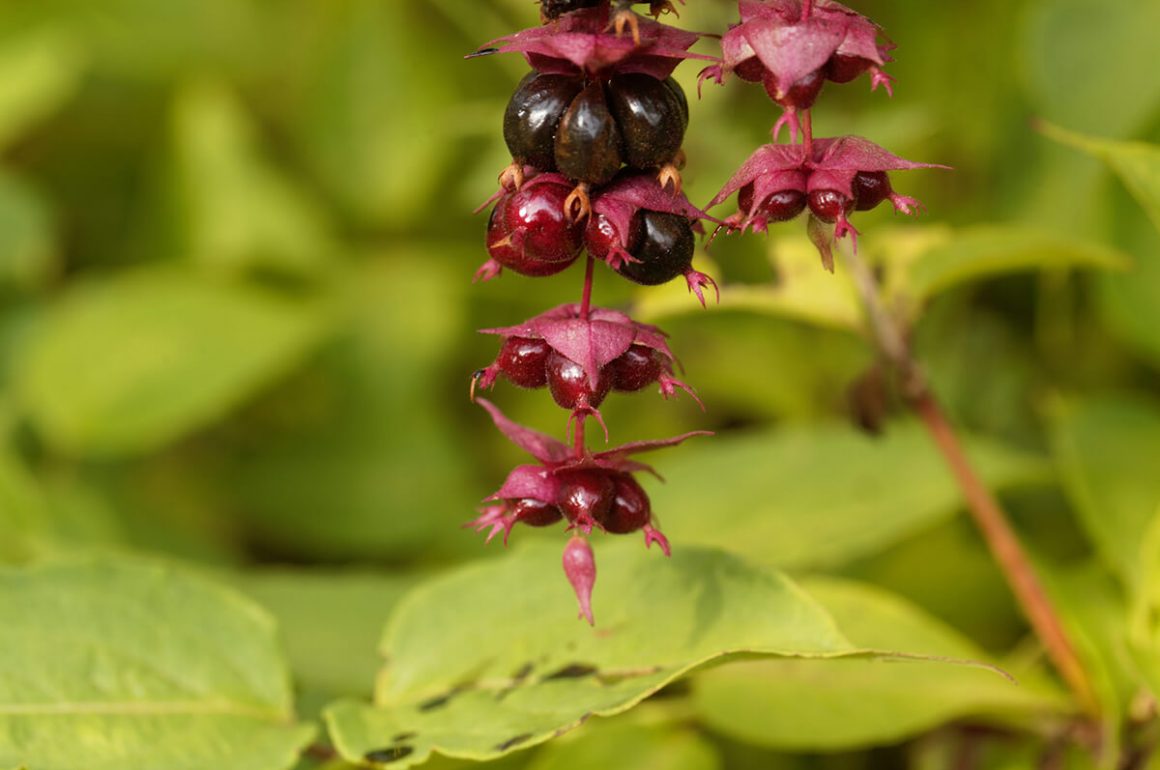 unusual-edible-berries-you-can-grow-in-your-garden-stihl-blog