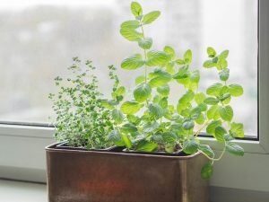 mint plant on a windowsill 