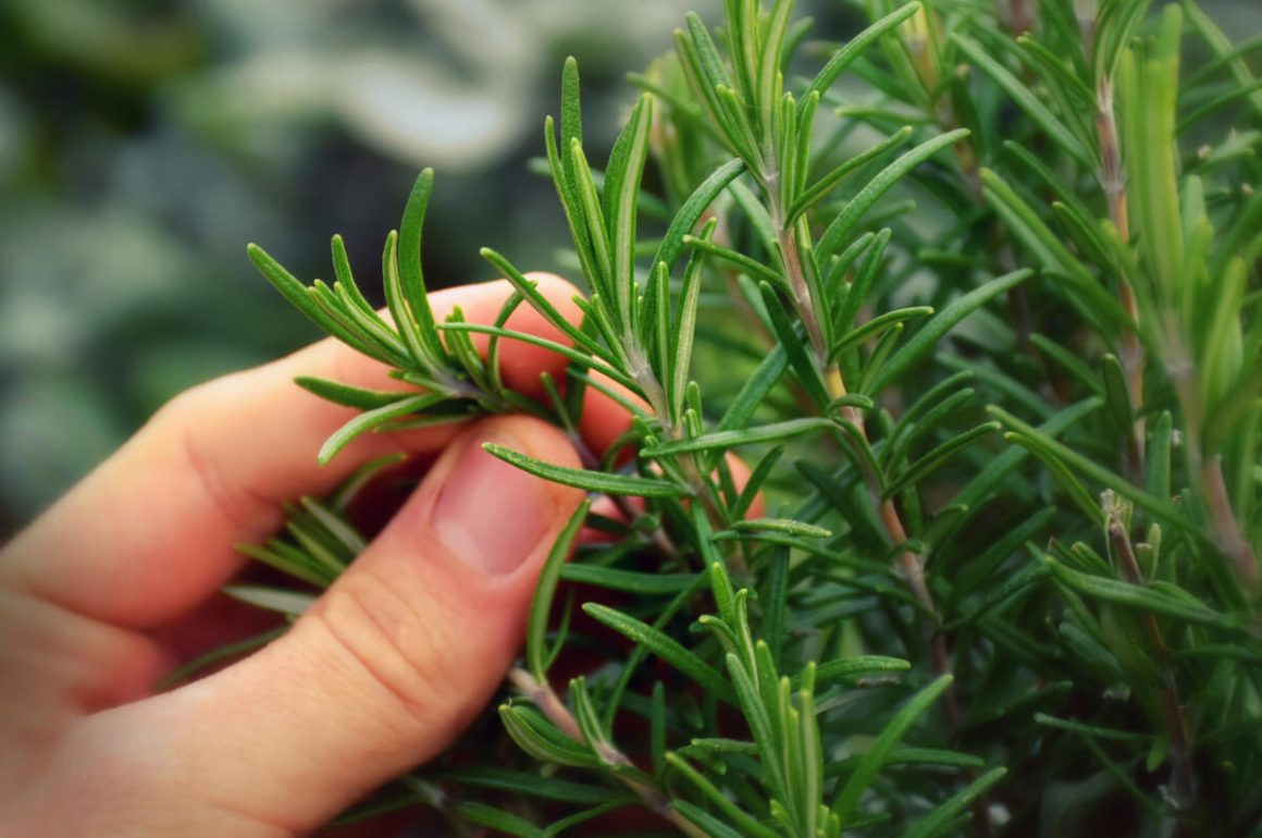 rosemary are great winter herbs