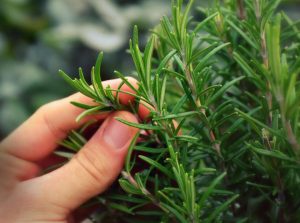 rosemary are great winter herbs