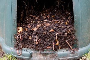 wormery compost