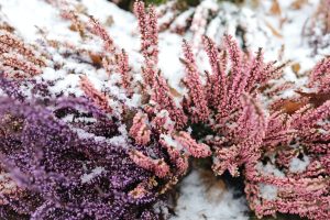 add some substance to your garden with winter bedding plants
