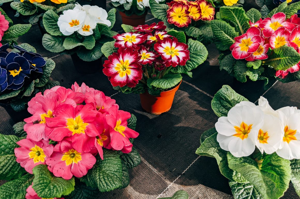 winter pansies are great winter bedding plants