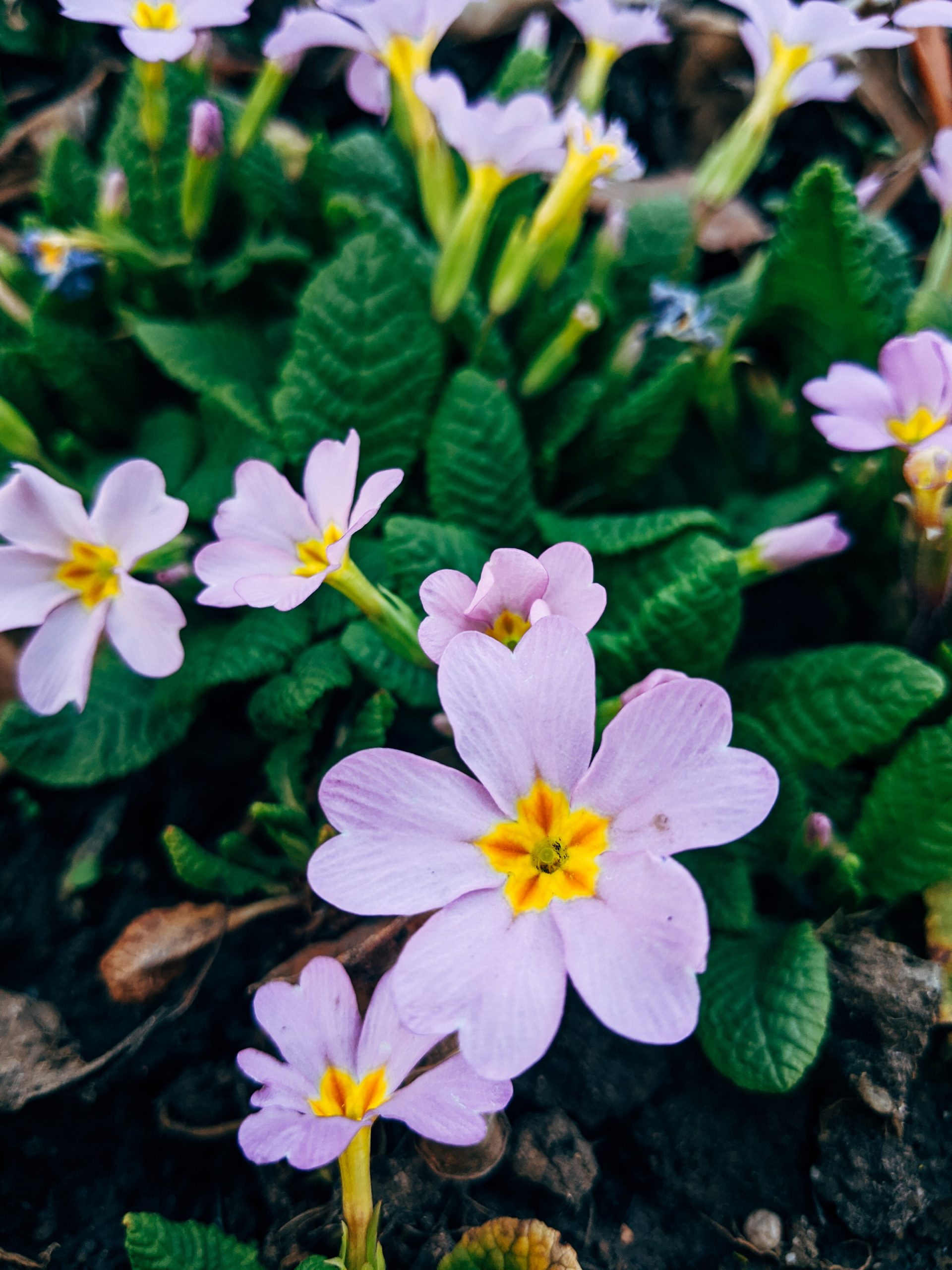 The Best Winter Bedding Plants STIHL Blog