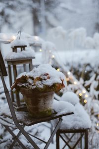 protect winter bedding plants from frost and snow