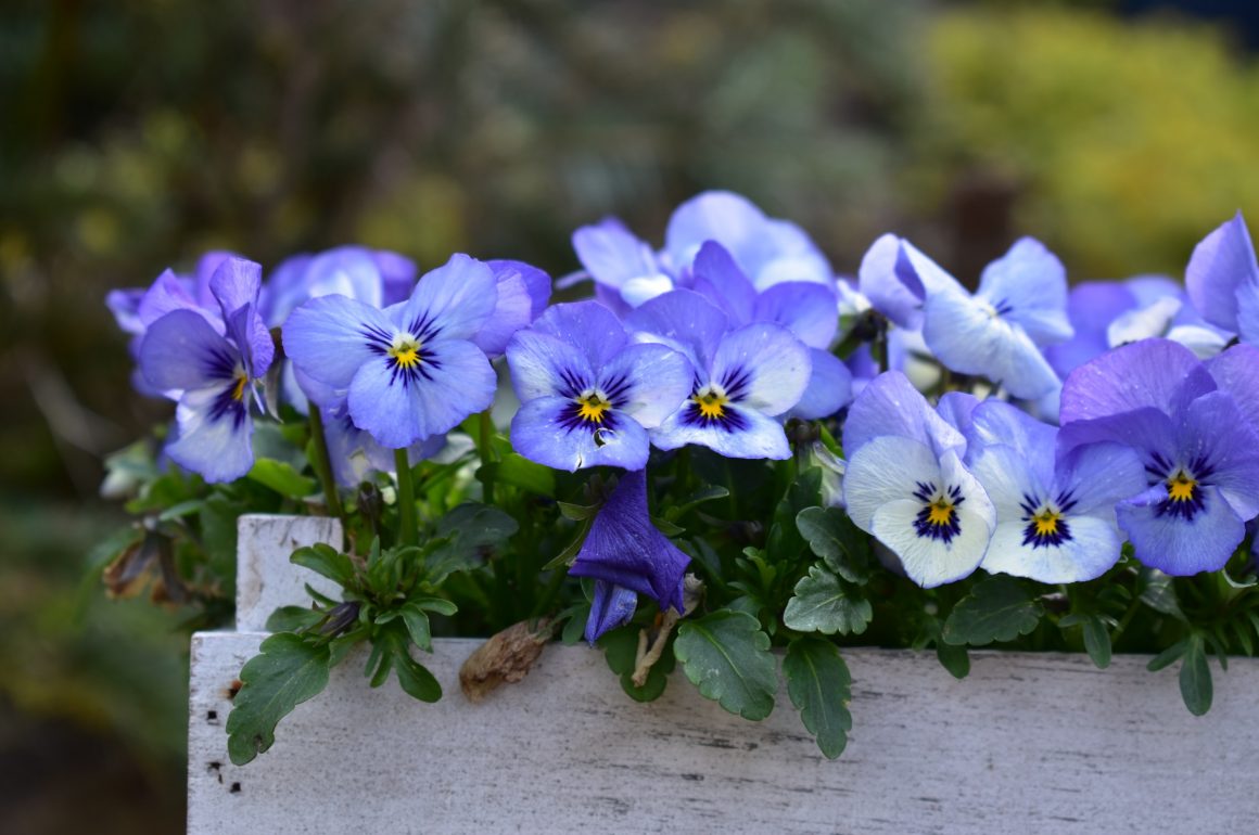 The Best Winter Bedding Plants STIHL Blog