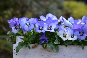 winter pansies are great bedding plants for the winter