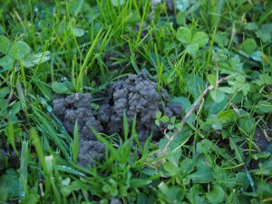 remove worm casts from your lawn
