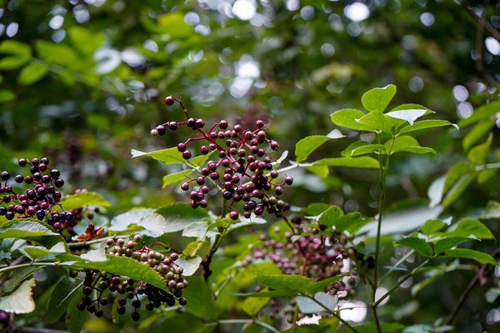 How to Grow an Elder Tree STIHL Blog