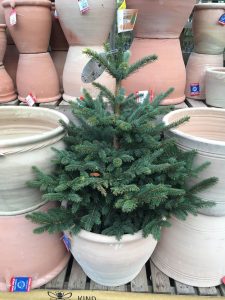 growing christmas trees in plant pots