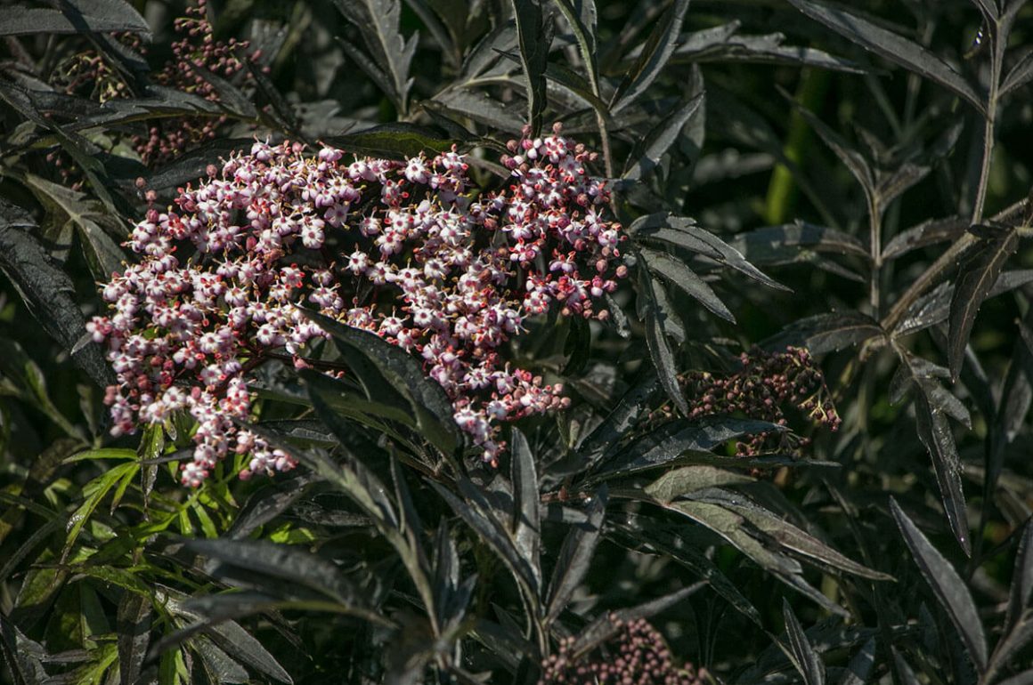 Sambucus nigra black lace