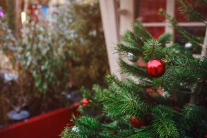 how to select the best real christmas tree