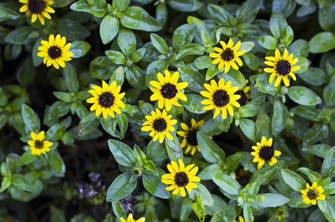 Top Garden Trends For 2022 STIHL Blog