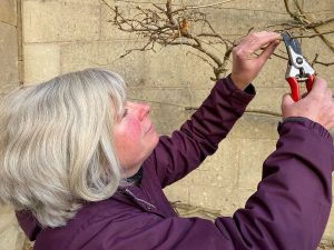 Pruning your Wisteria plant with Jane Moore