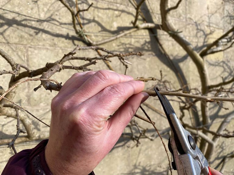 Pruning Your Wisteria to Get More Flowers STIHL Blog