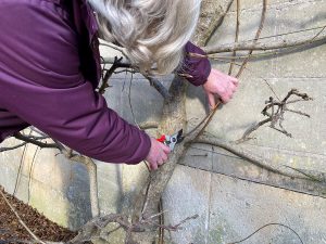 Wistera plants need a good pruning