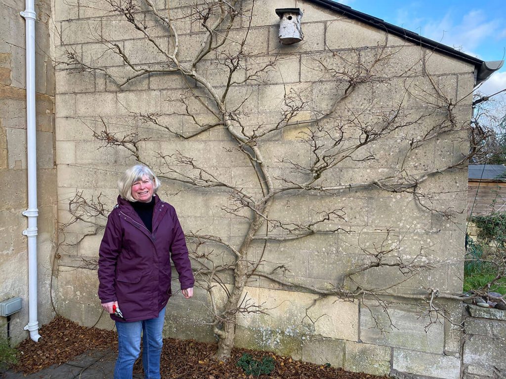 Pruning Your Wisteria to Get More Flowers STIHL Blog