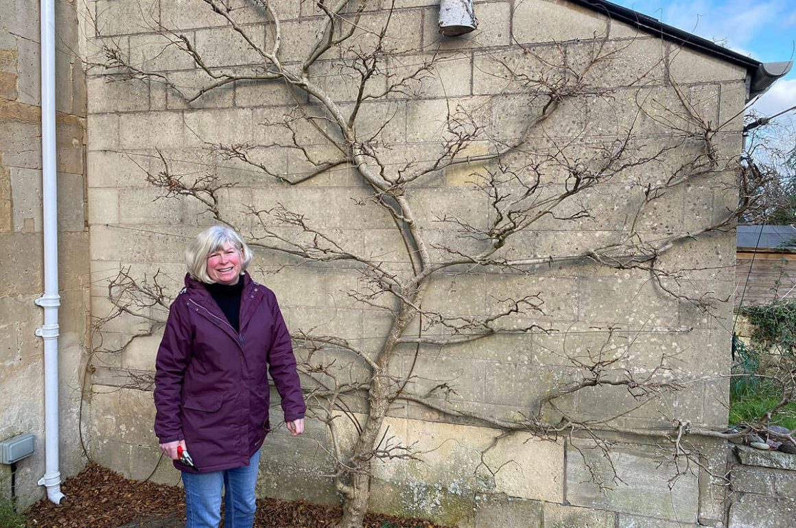 Pruning your wisteria this winter