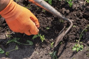 learn how to use a garden hoe