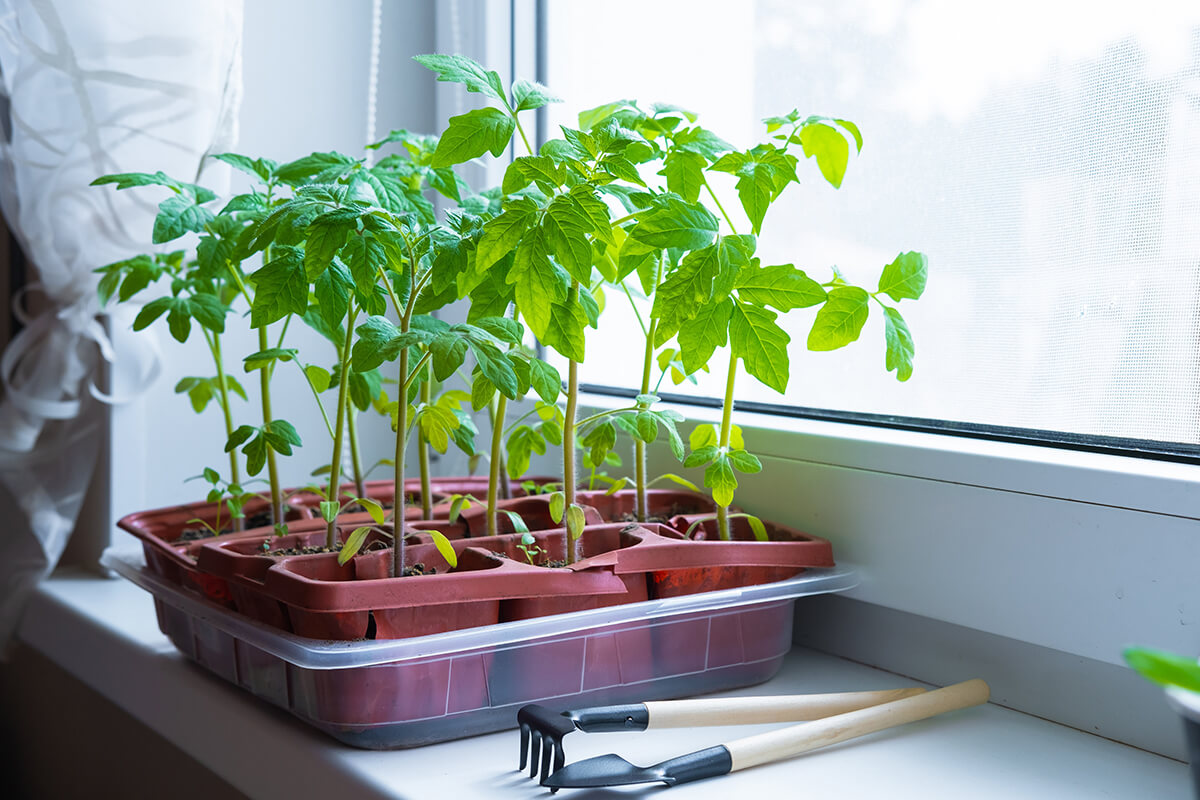 How to Grow Tomatoes From Seed | STIHL Blog