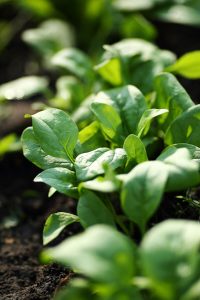 growing spinach in your garden