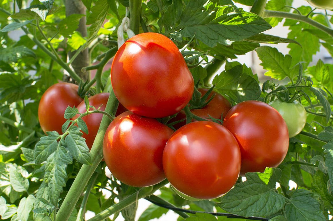 growing tomatoes from seed