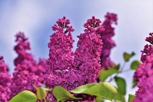 Lilac are great spring flowering shrubs