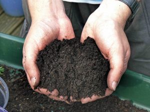 buy quality compost for your seeds