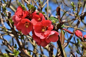 flowering quince are easy spring shrubs to plant