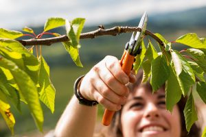 prune bushes in your garden with secateurs 