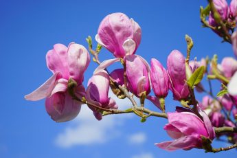 Grow Magnolia plants this spring